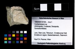 Foto (Objekt + Etikett) von Cyclothyreus sp.  (NHMW-GEO-1990-0041-0106)